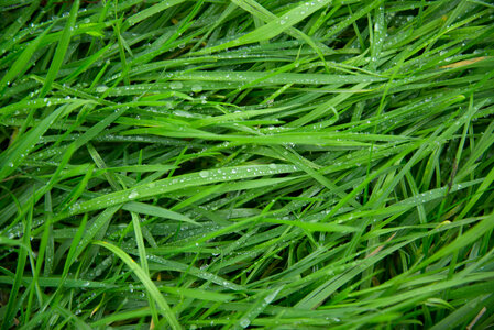 Long wet grass