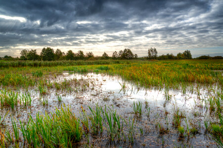 Swamp in the morning photo