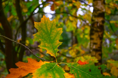 Colorful oak leaves