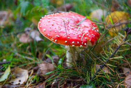 Mushroom red with white dots photo