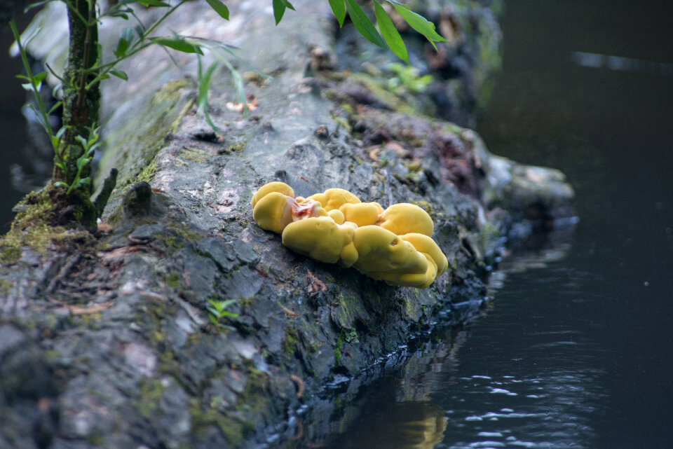 Mushrooms doing his thing