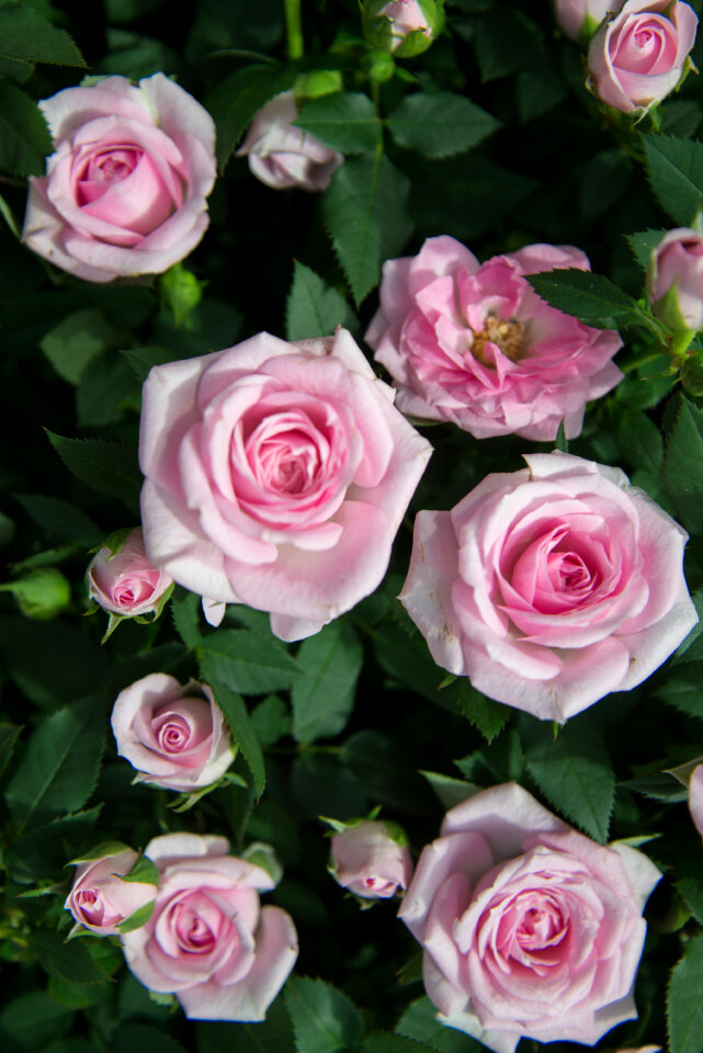 Pink roses