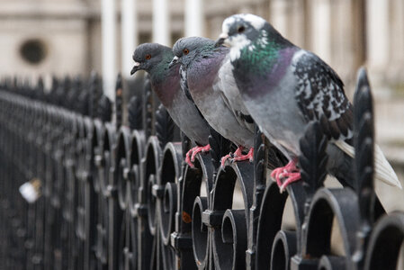 Pigeons on a row photo