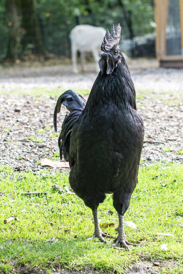 Black rooster