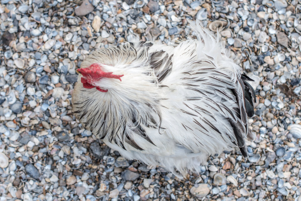 Chicken from above