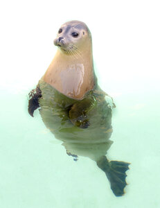 Seal posing photo