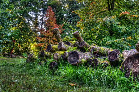 stacked lumber photo