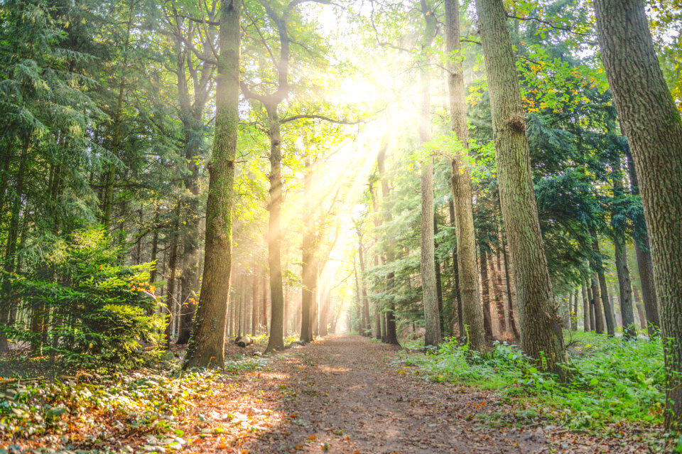 Sun hits the foggy forest
