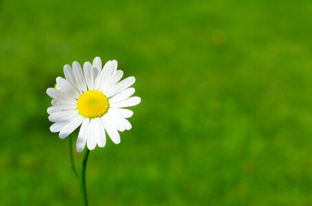 White little flower photo