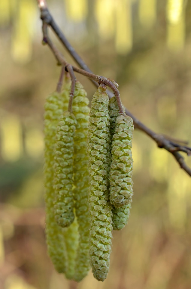 Spring yellow close up