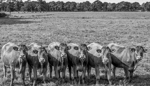 Line dancing cows photo