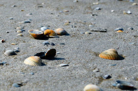 Shells on a beach photo