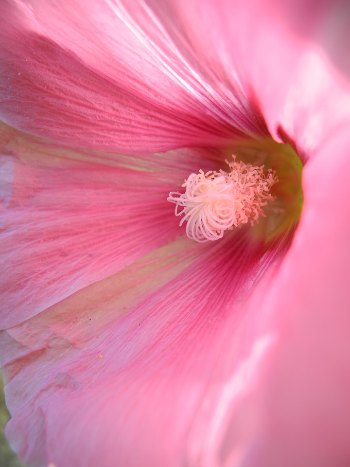 Blossom bloom garden
