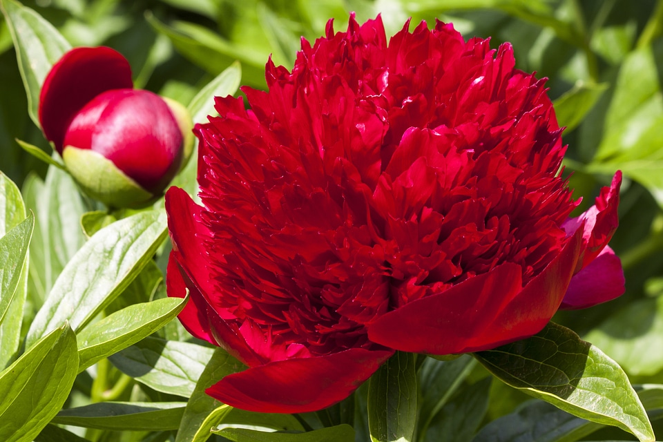 Flora spring blossom