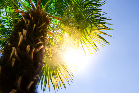 Palm tree in the sun photo