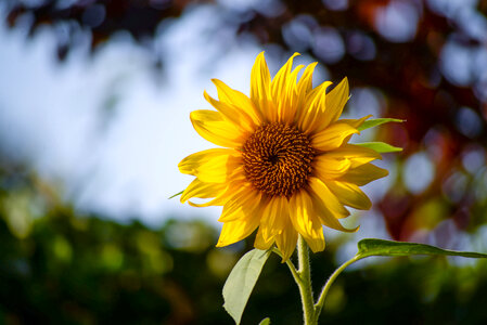 Sunflower blooming photo