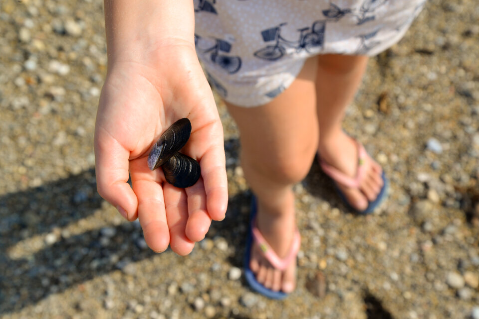 Girl finding shells photo