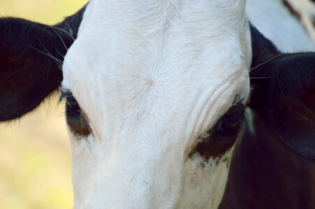 cow close up photo