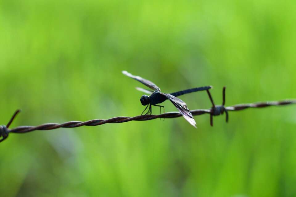 black dragonfly photo