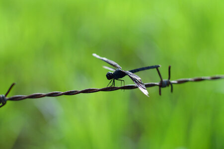 black dragonfly photo