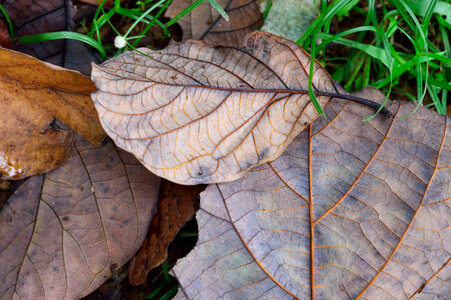 dry leaves photo