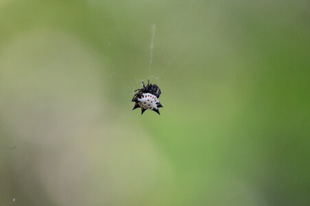 spiny spider photo