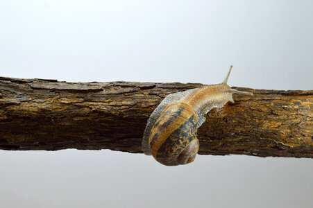 land snail photo