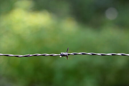 barbed wire photo