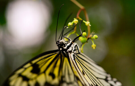 Butterfly upside down photo