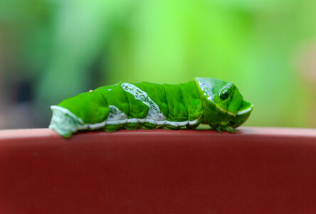 Green caterpillar photo