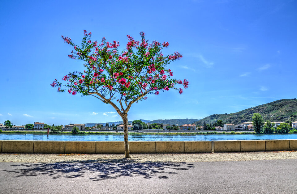 The boulevard tree