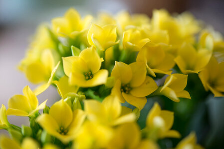 Bunch of yellow flowers photo