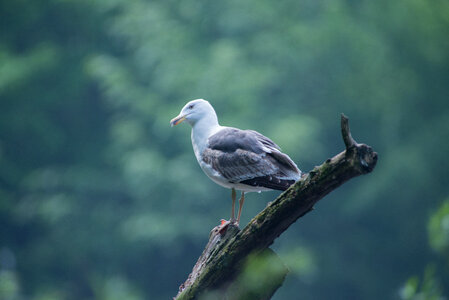 Seagull photo