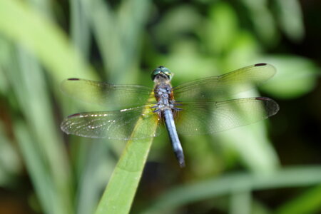 Dragonfly1 photo