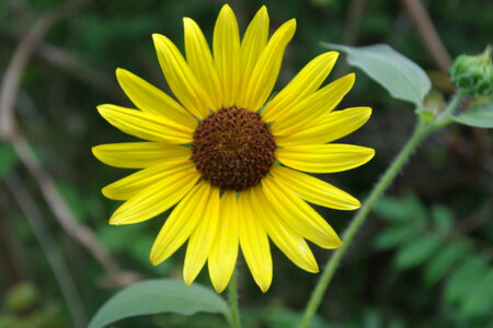 SUNFLOWER1 photo