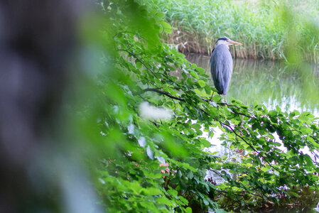 Heron on the watch