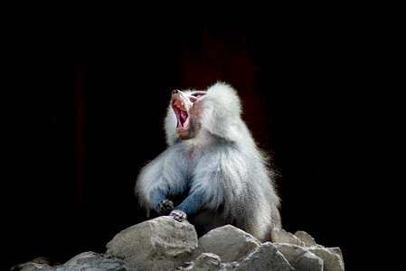 Yawning baboon photo