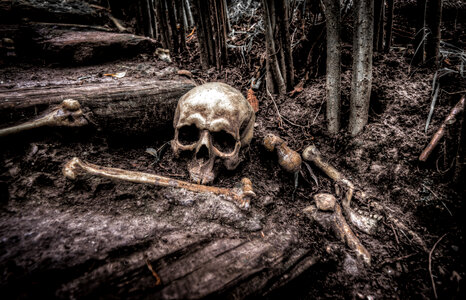 Human skull photo