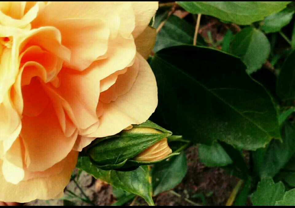 You are blooming in the season where God cries that is monsoon