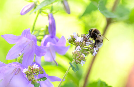 Bee with purple flowers photo