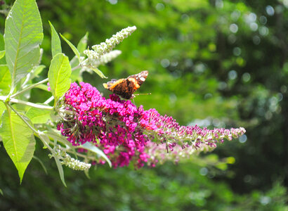 Butterfly on a plant photo