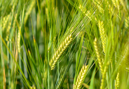 Fresh wheat photo