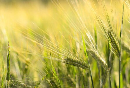 Wheats in the field