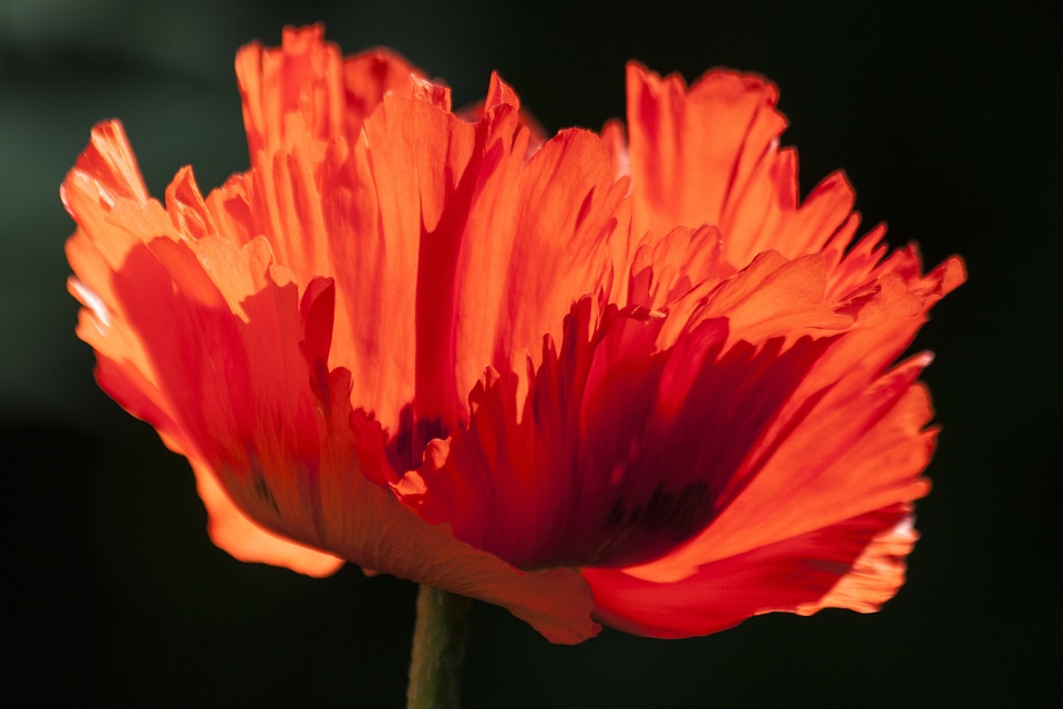 Nature flora spring