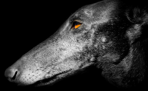 Galgo Espaniol Greyhound photo