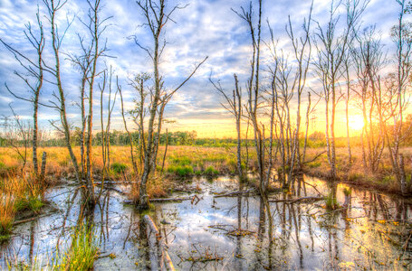 Sunset at the swamp photo