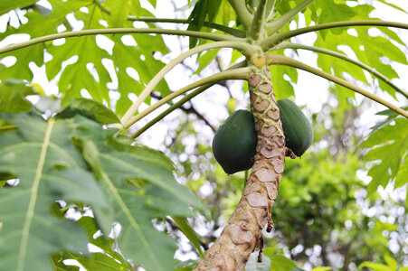 papaya tree photo