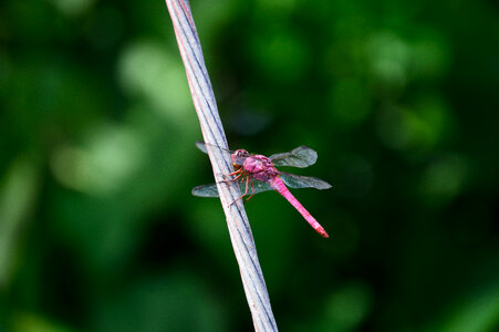 red dragonfly photo