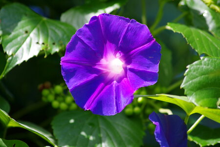 Purple Morning Glory