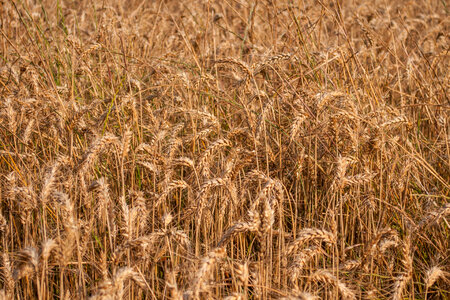 Wheat photo